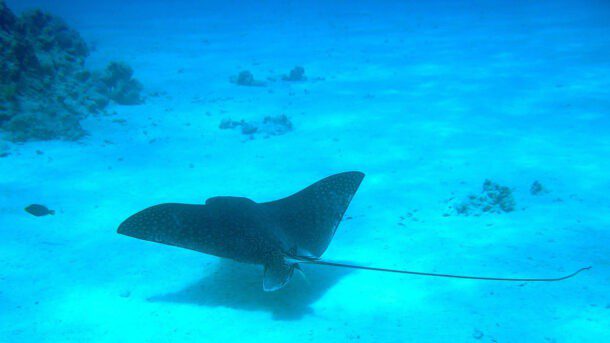 dive belize
