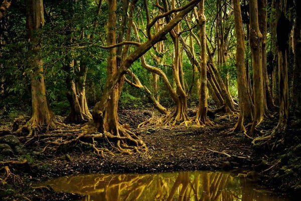 <a href="http://www.flickr.com/photos/64607715@N05/38278420831">Black River Gorge</a> via <a href="http://photopin.com">photopin</a> <a href="https://creativecommons.org/licenses/by-sa/2.0/">(license)</a> black river gorges