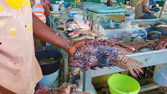 what to eat in antigua