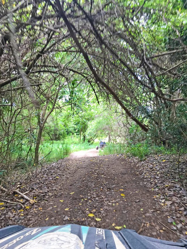 natural canopy