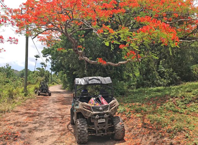 flamboyant trees