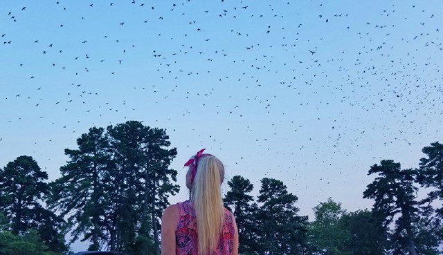 purple martins sc