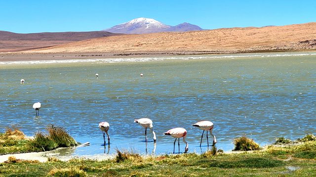 Eduardo Avaroa National Reserve