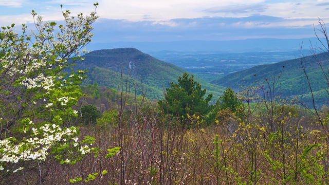 shenandoah
