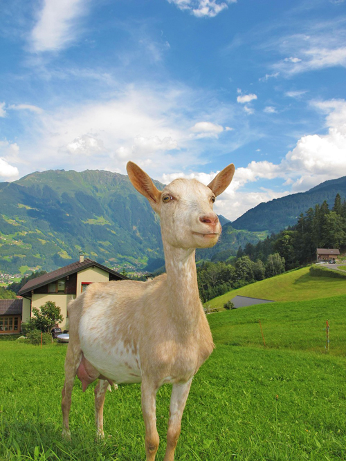 prettiest towns to visit in austria