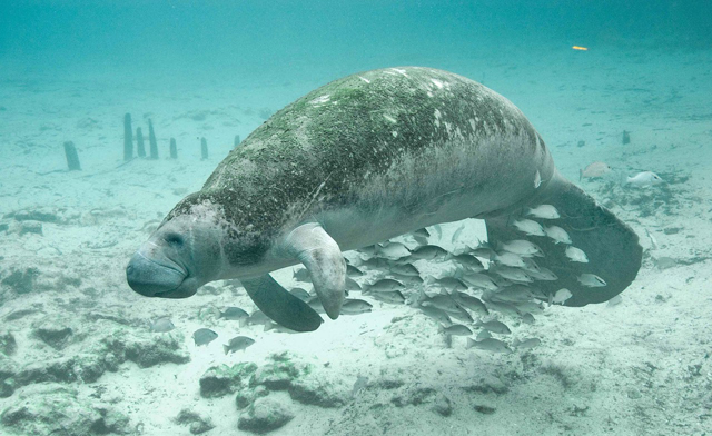 things to do on anna maria island