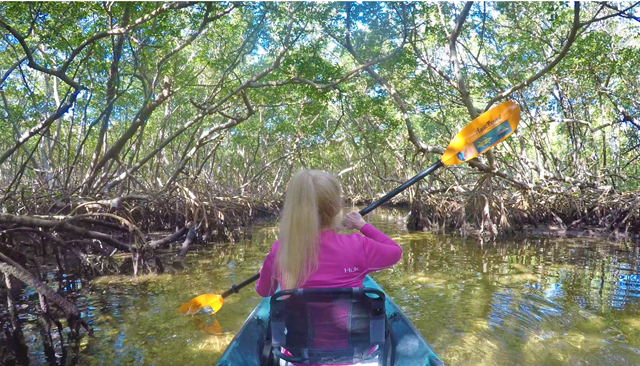 kayak mangroves