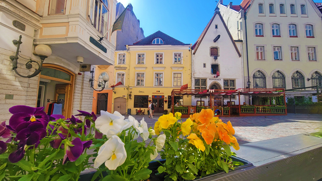 things to do in tallinn