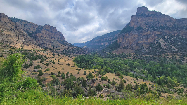 bighorn national forest